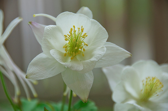 columbine white167