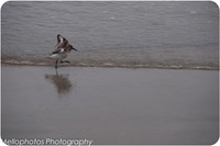 Plover-1
