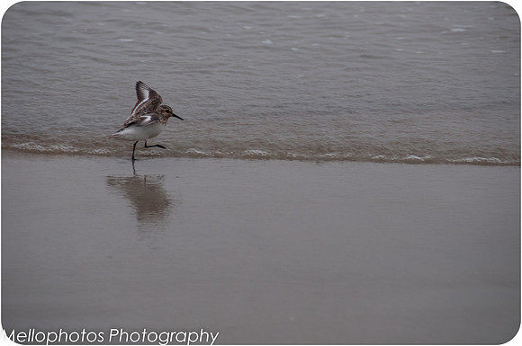 Plover-1