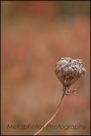 _DSC6699-2web