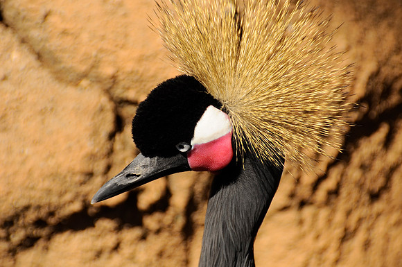 Wild Animal Park77