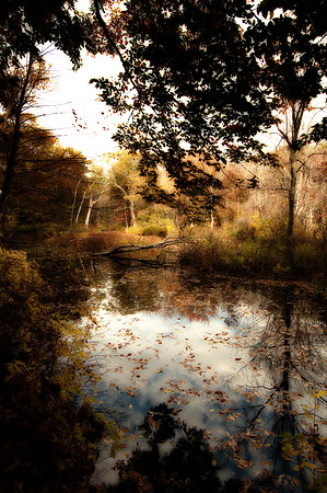 DSC_6010 Sepia Gold