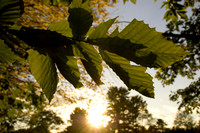 green leaves filteredsun2.JPG