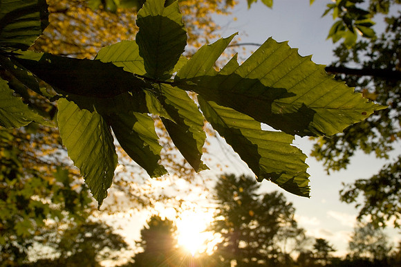green leaves filteredsun2.JPG