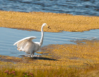 DSC_5654 egret crop