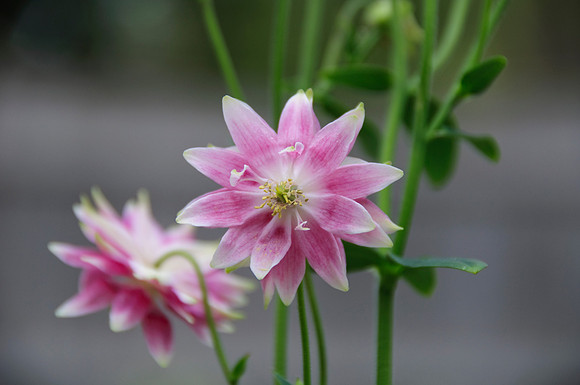 columbine  nora Barlow174
