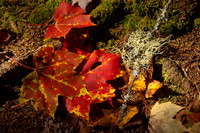 bright colored maple leaves15.JPG