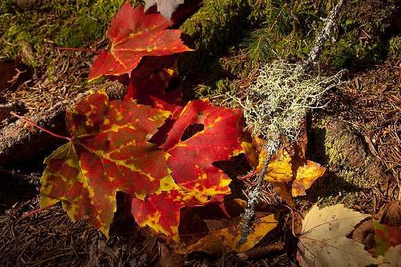 bright colored maple leaves15.JPG