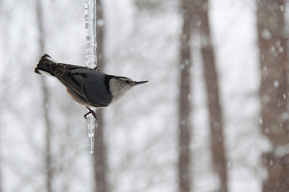 nuthatch on icicle_DSC5306