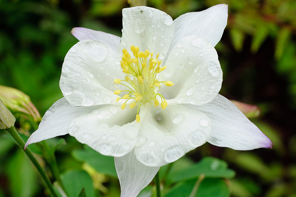 water droplet columbine6