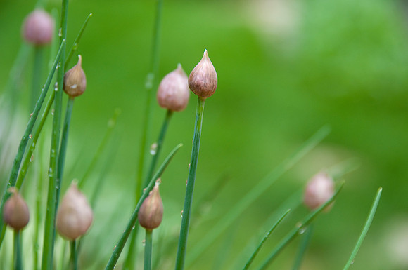 water droplet chives20