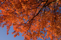 orangemaples3.JPG