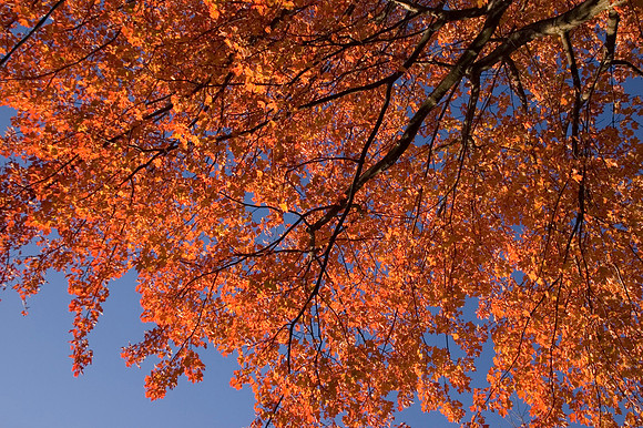 orangemaples3.JPG