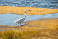 DSC_5655- egret