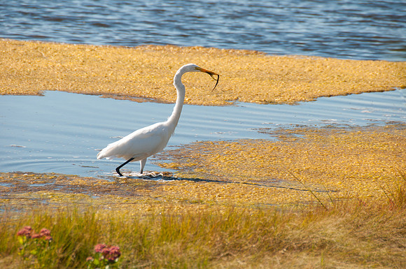 DSC_5655- egret