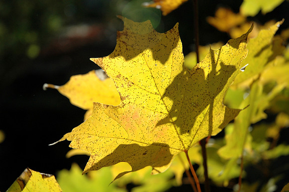 yellow maple leaf.jpg