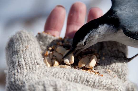 nuthatch grabbing peanut_DSC6098