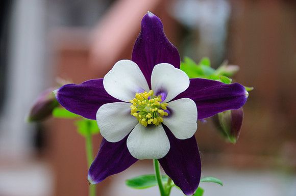 columbine166