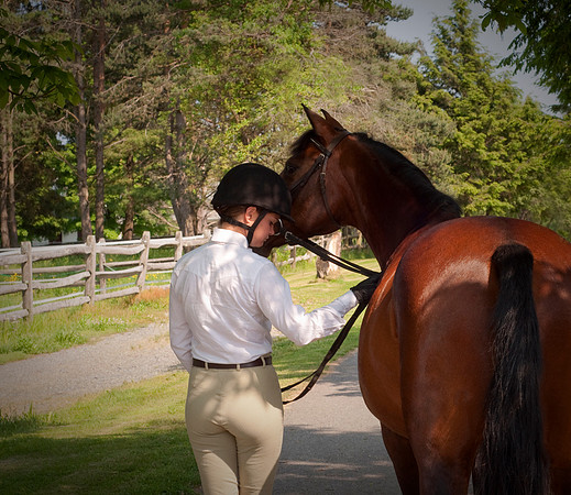 Horse chat2