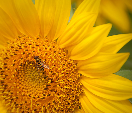 Bee on sunflowercrop.JPG
