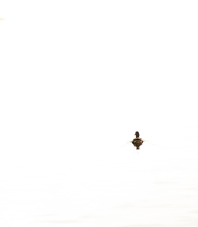 Lone Duck2